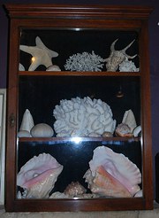 Collection of shells