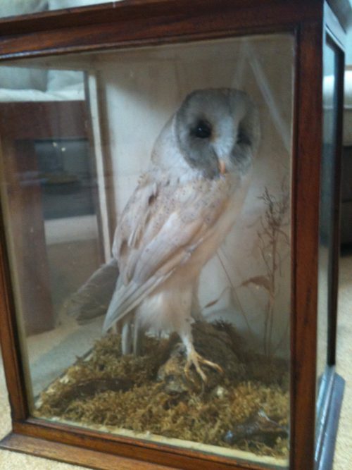 from Braden taxidermy dating meinung zu dating cafe