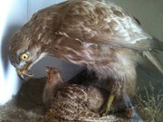 Antique Victorian Taxidermy BU