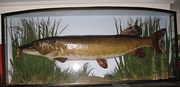 large stuffed and mounted pike