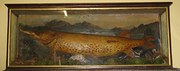 large stuffed and mounted pike