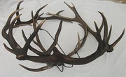 Antique Antler Kitchen Ceiling