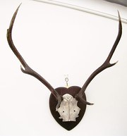Antique Red Deer Antlers