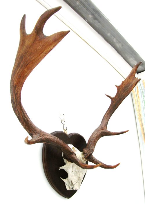 Antique Antique set of Fallow Deer Antlers Antique set of Fallow Deer Antlers