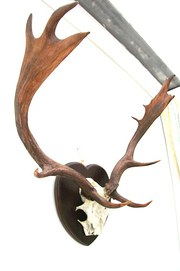 Deer Antlers