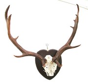 fallow Deer