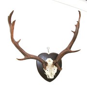 Antlers