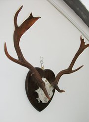 Antique set of Fallow Deer Ant