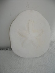 Large sand dollar