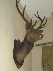 20thc taxidermy mounted stags