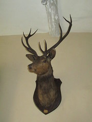20thc taxidermy mounted stags