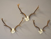 Fallow Deer Antlers  Q3339