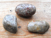 3x Polished Jurassic Period Di