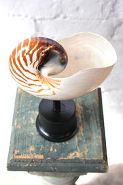 Early 20thC Mounted Natural Hi
