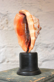 Mounted Natural History Specim