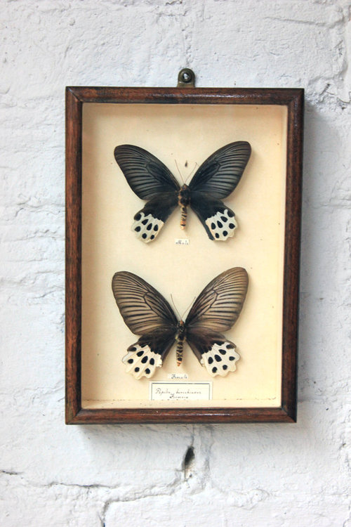 Antique Pair of Cased Papilio Horishanus Butterflies Pair of Cased Papilio Horishanus Butterflies