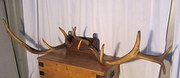 Massive Red Deer Antlers Troph