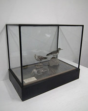 Diorama of Stuffed Birds
