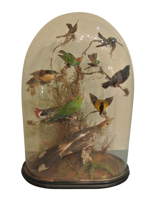 19th Century Collection Of Tropical Birds