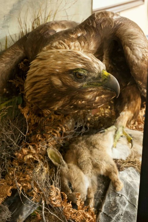 Antique Taxidermy Eagle