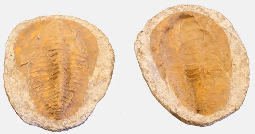 Large Complete Trilobite Fossil