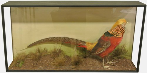 Taxidermy Golden Pheasant