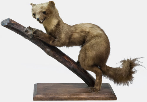 Taxidermy Stone Marten