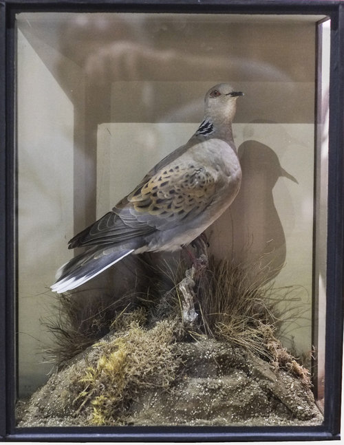 Taxidermy Turtle Dove