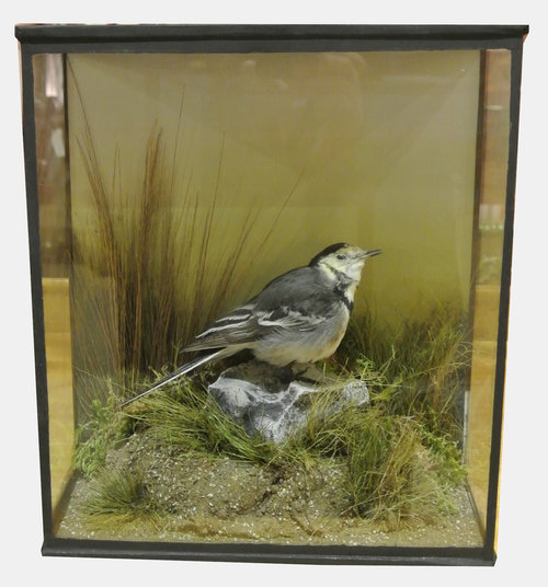 Taxidermy Wagtail
