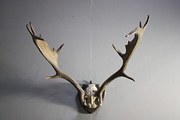 19th Century Antique Fallow De
