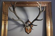 Massive Set of Mounted Antique
