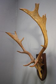 Mounted Set of 1940s Fallow De