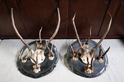 Pair of German Antique Roe Dee