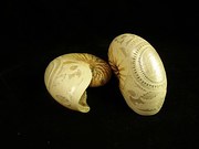 19th C Carved Shells