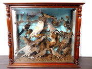 Case of British Birds and a Sq