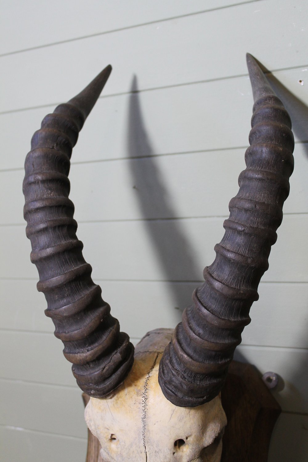Set_of_mounted_Korrigum_horns__as226a220z.jpg