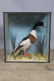 Taxidermy cased duck
