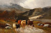 Highland cattle by William Lan