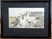 Gannets Grassholme Jean THOMAS