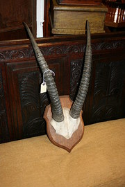 African Antlers