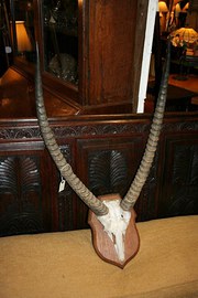 African Antlers