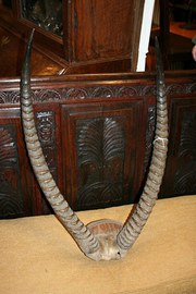African Antlers