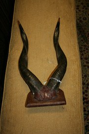 African Antlers
