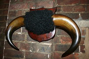 Cow Horns