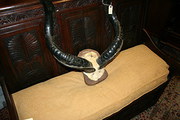 Large African Antlers