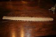 Saw Fish Rostrum