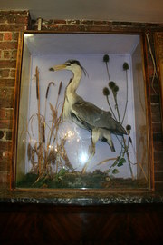 Stuffed Heron