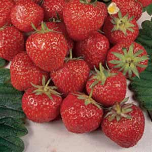 Red Fruits