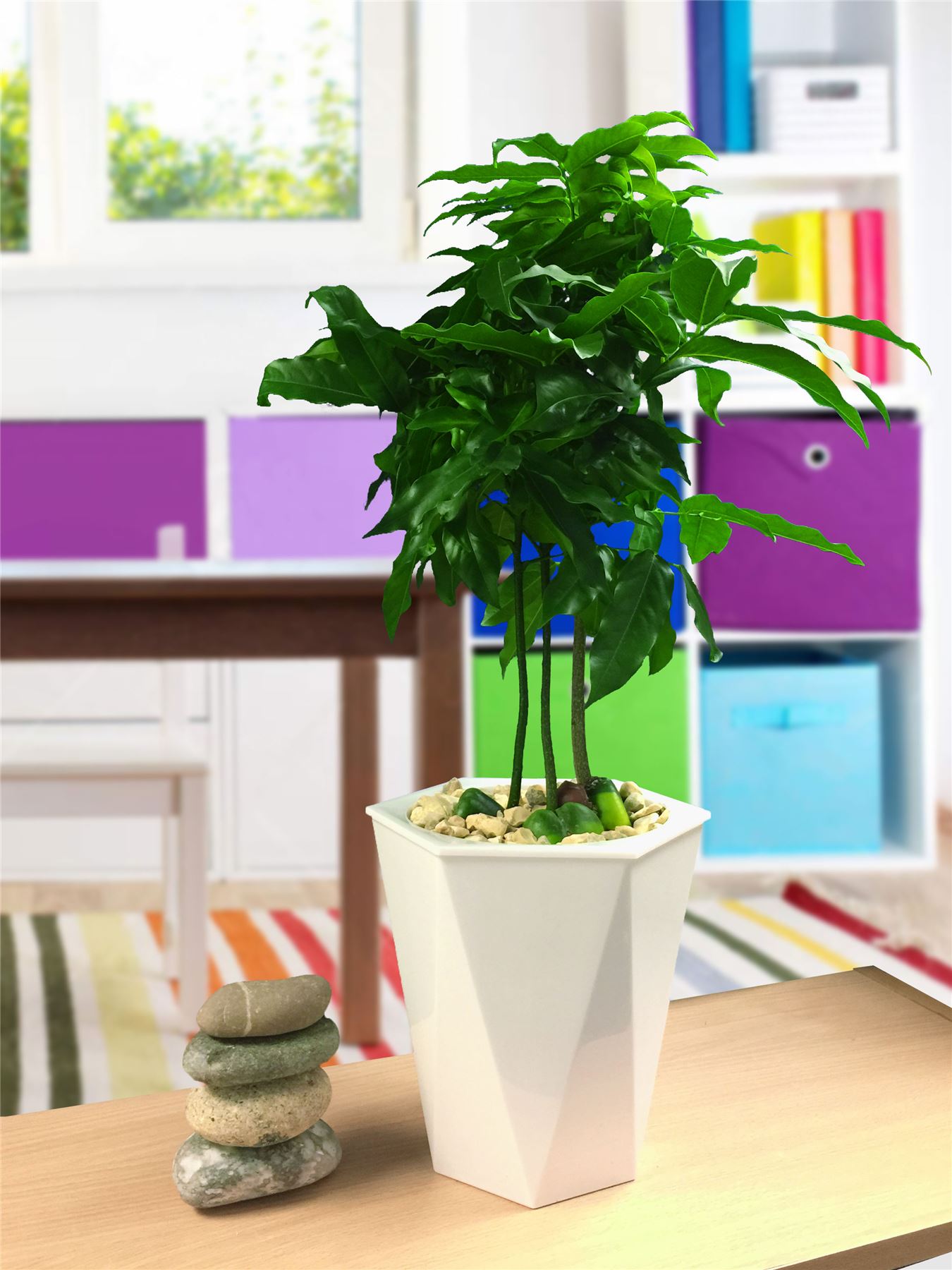 1 tableau plante en blanc brillant Rhombus Auto Watering pot Bureau Patio Maison Jardin