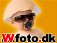 wfoto.dk